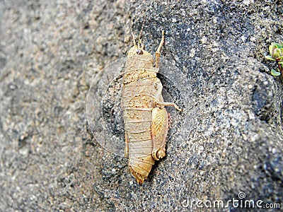 Wingless grasshopper on black rock Stock Photo