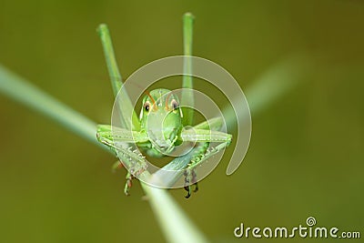 Wingless longhorned grasshopper Stock Photo