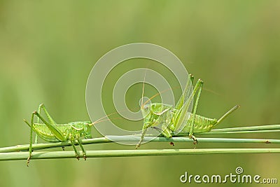 Wingless longhorned grasshopper Stock Photo