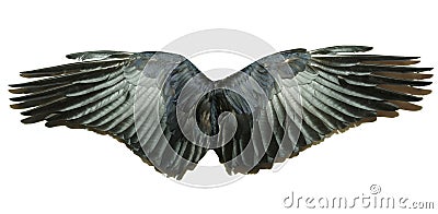 Wings Stock Photo