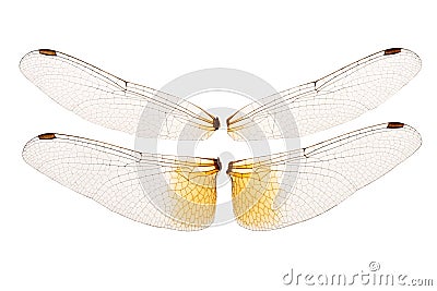 Wings of a dragonfly Stock Photo