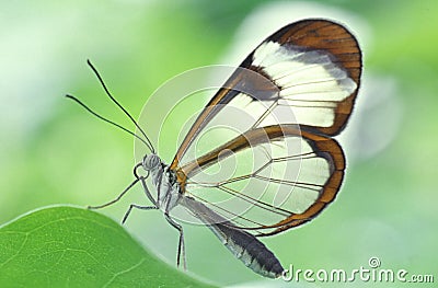 Wings of glass - Greta oto Stock Photo