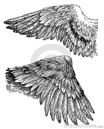 Wings graphic set Vector Illustration