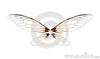 Wings of Insect cicada on white background Stock Photo