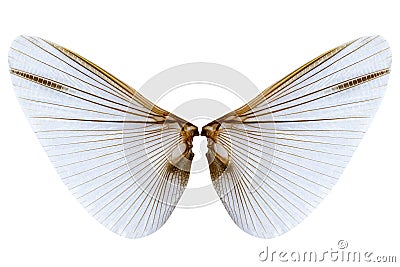 Wings of insect on white background Stock Photo