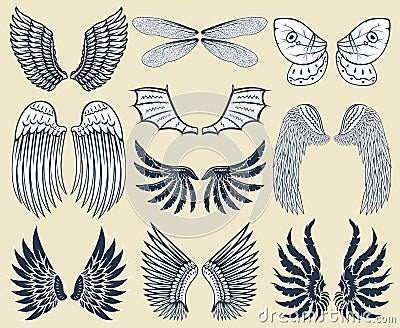 Wings isolated animal feather pinion bird freedom flight natural peace design vector illustration. Vector Illustration