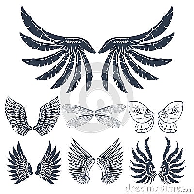 Wings isolated animal feather pinion bird freedom flight natural peace design vector illustration. Vector Illustration