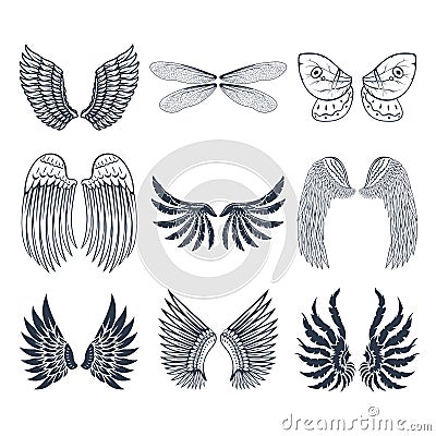 Wings isolated animal feather pinion bird freedom flight natural peace design vector illustration. Vector Illustration
