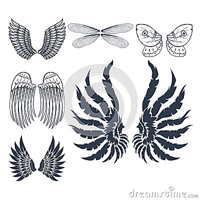 Wings isolated animal feather pinion bird freedom flight natural peace design vector illustration. Vector Illustration