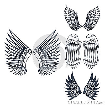 Wings isolated animal feather pinion bird freedom flight natural peace design vector illustration. Vector Illustration