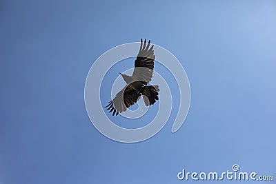 Wings of raven. Flight of black bird. Black raven against sky Stock Photo