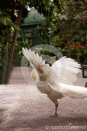 Wings spread, displaying male white peacock Pavo cristatus Stock Photo
