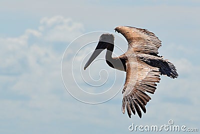 The Wingspan of a Pelican Stock Photo