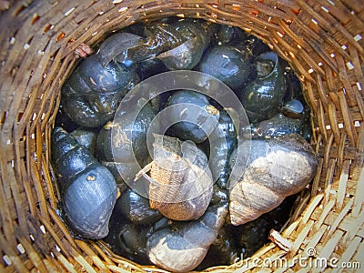Winkles in round bamboo basket Stock Photo