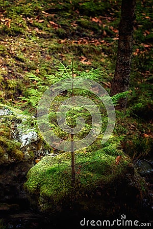 Winning sprit of a tree grew on a rock Stock Photo