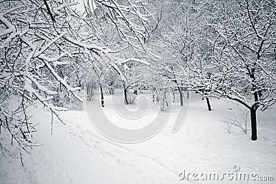 Winter Stock Photo