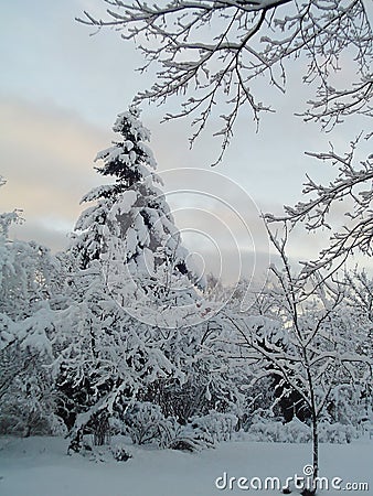 Winter Stock Photo