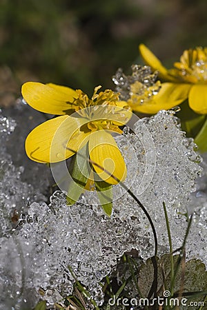 Winter aconites Stock Photo