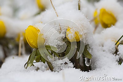 Winter aconites Stock Photo