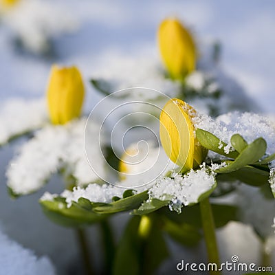 Winter Aconites in snow in winter Stock Photo