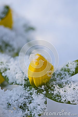 Winter Aconites in snow in winter Stock Photo