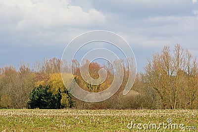 Winter agrarian field with colorful trees behind Stock Photo