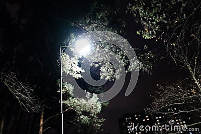 Winter alley in park and shining lanterns. Night shot Stock Photo