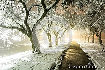 Winter alley in park and shining lanterns. Night shot. Winter wonderland Stock Photo