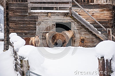 Winter alpine horse and pony standing in the snow against the backdrop of a wooden barn wall. Winter mountain landscape in the Stock Photo