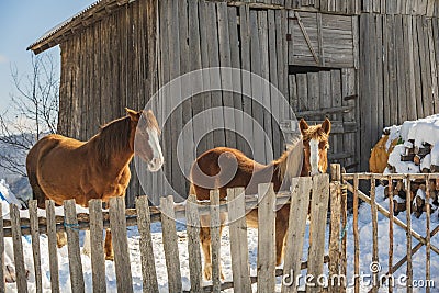 Winter alpine horses standing in the snow behind wooden fence in front of farm. Mountain landscape in the Alps. Stock Photo