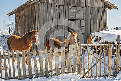 Winter alpine horses standing in the snow behind wooden fence in front of farm. Mountain landscape in the Alps. Stock Photo