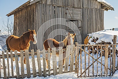 Winter alpine horses standing in the snow behind wooden fence in front of farm. Mountain landscape in the Alps. Stock Photo