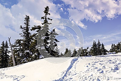 Winter Alpine Trees with Blue Snow Trail Stock Photo