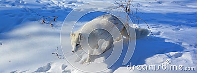 In winter arctic fox Vulpes lagopus, also known as the white, polar or snow fox Stock Photo