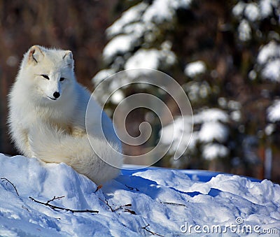 In winter arctic fox Vulpes lagopus, Stock Photo