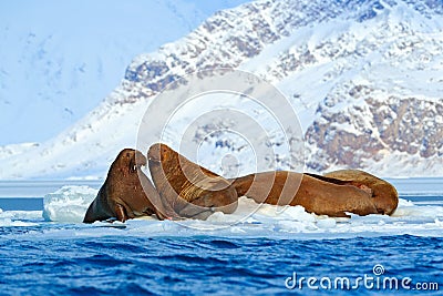 Winter Arctic landscape with big animal. Family on cold ice. Walrus, Odobenus rosmarus, stick out from blue water on white ice wit Stock Photo