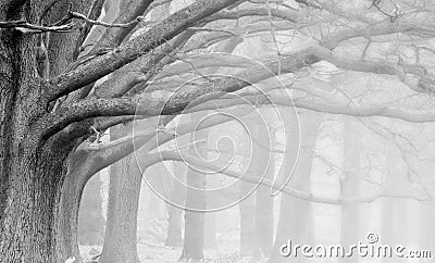 Winter Autumn Fall foggy landscape of forest Stock Photo