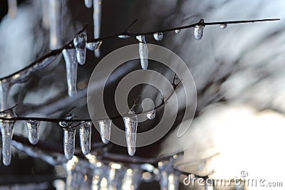 Winter, autumn or spring concept of many icicles from ice on leafless branch. Every icicle shine and flash by bright light. It can Stock Photo