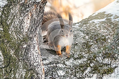 Winter or autumn squirrel sits on a branch Stock Photo