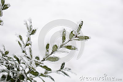 Winter background with frosty boxwood. Evergreen boxwood bushes under snow on a snowy background. Boxwood leaves in the snow Stock Photo