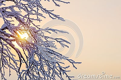 Winter background - frozen branches against sunlight Stock Photo