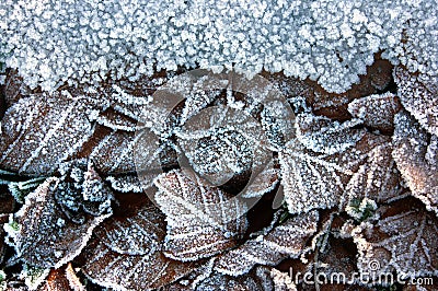 Winter background with frozen leaves Stock Photo