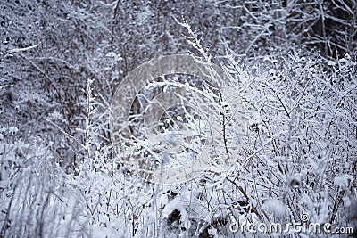 Winter background Stock Photo