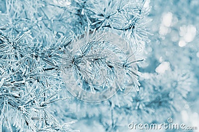 Winter background from pine tree covered with hoarfrost, frost or rime in a snowy forest Stock Photo