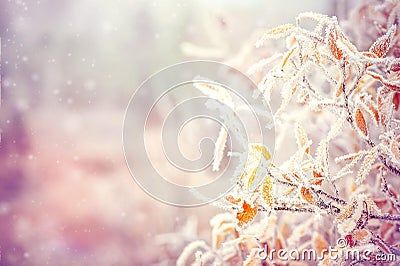 Winter Background with snow branches tree leaves Stock Photo