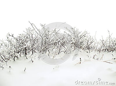 Winter background with snowy bush Stock Photo