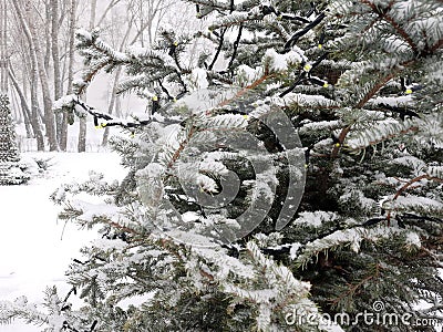 Winter background. Snowy pine trees for postcards. Stock Photo