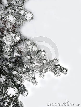 Winter background. Snowy pine trees for postcards. Stock Photo