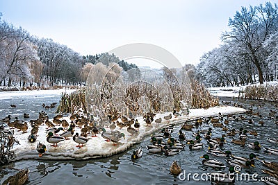 Winter beautiful day in park near frozen lake with Stock Photo