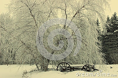 Winter Beauty Stock Photo